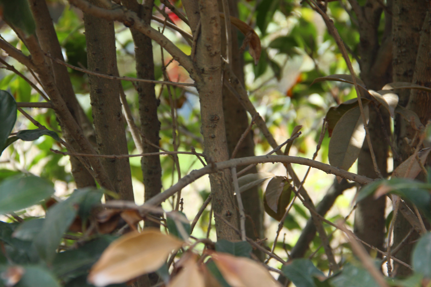 桂花树为何不开花