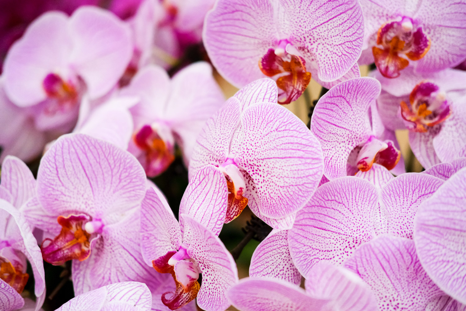 蝴蝶兰为何不开花