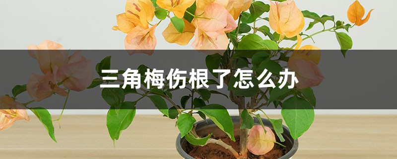 三角梅伤根了如何办
