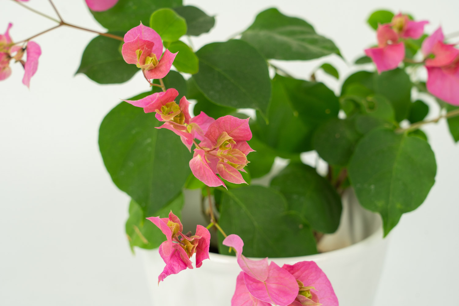 三角梅伤根了如何办