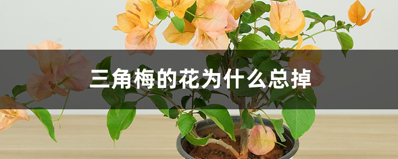 三角梅的花为何总掉