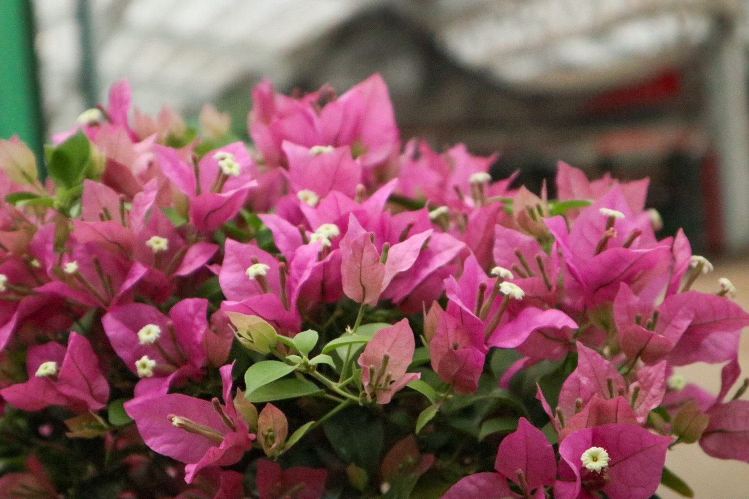 三角梅掉花的处理办法