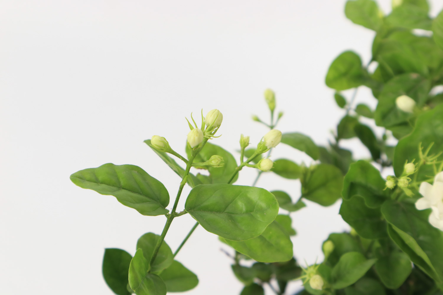 茉莉冬季掉叶子吗