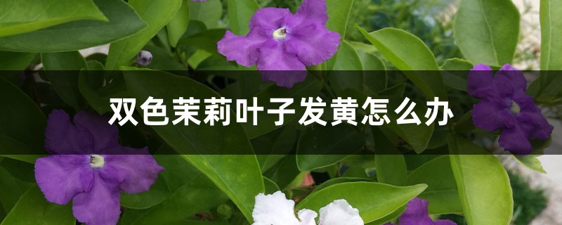双色茉莉叶子发黄如何办