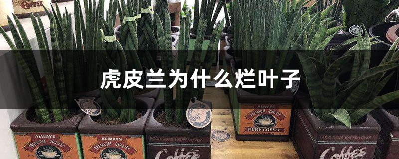 虎皮兰为何烂叶子