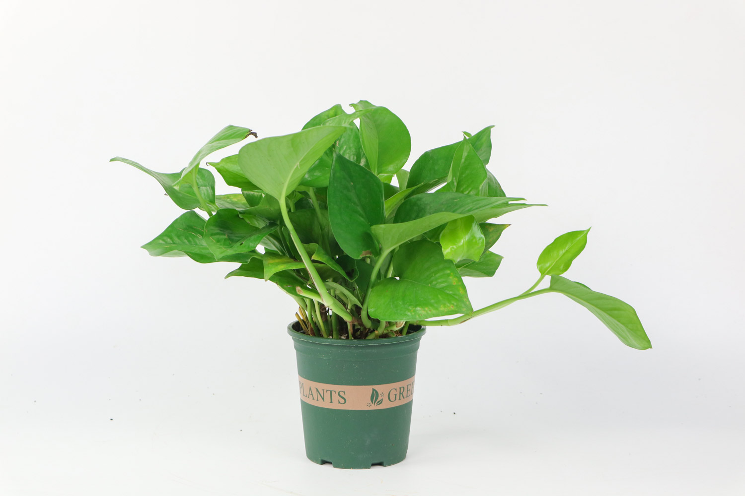 绿萝打蔫了如何回事（土培和水培）