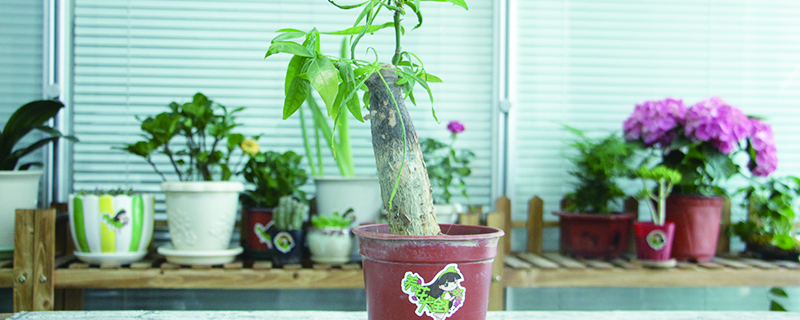 发财树叶子尖干枯如何回事