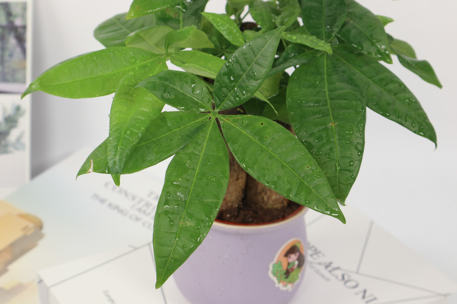 发财树 发财树叶子尖干枯如何回事