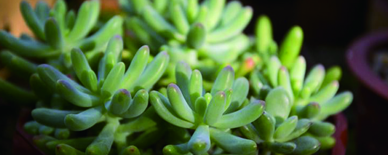 玉米石为何老掉叶