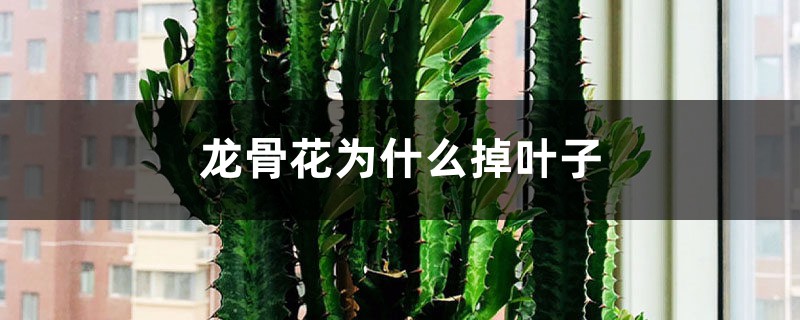 龙骨花为何掉叶子