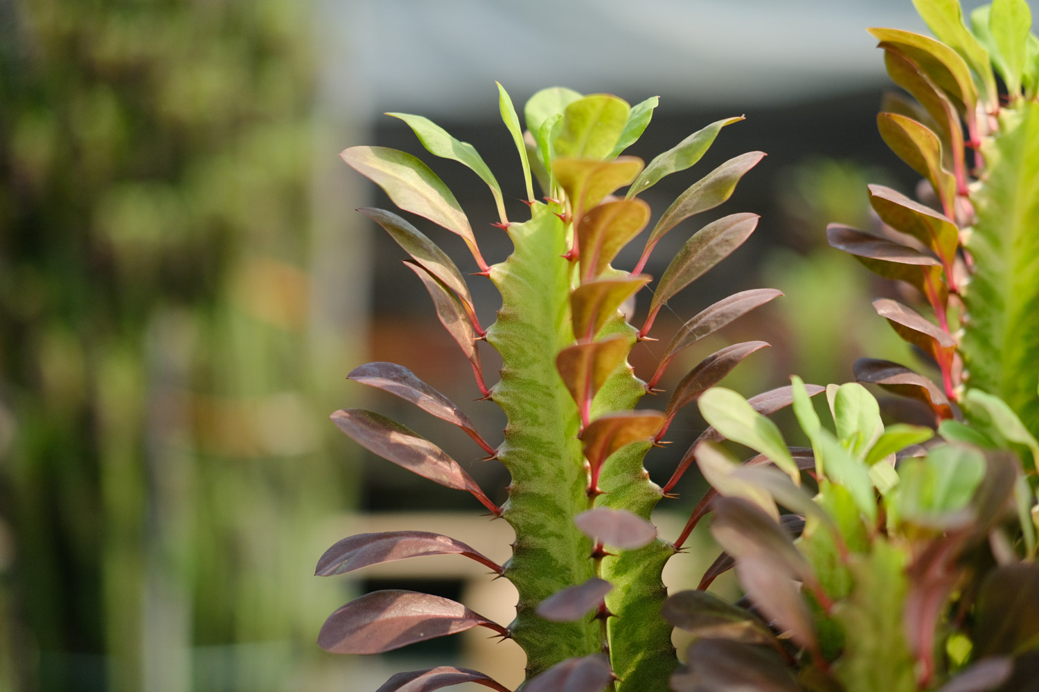 龙骨花为何掉叶子