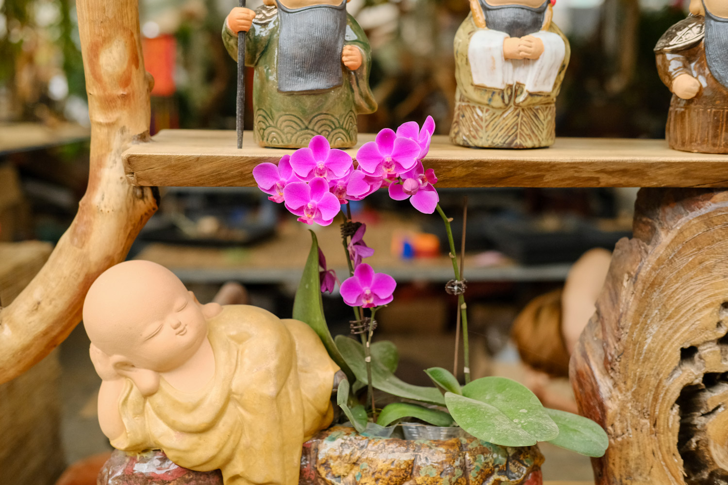 蝴蝶兰为何不开花