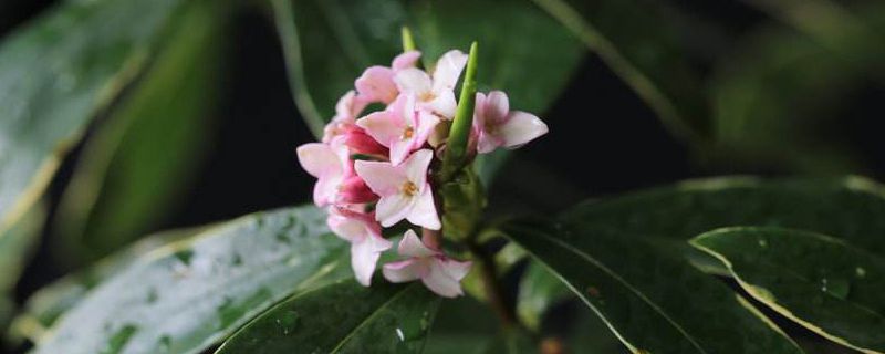 瑞香叶子发软有救么，如何救活