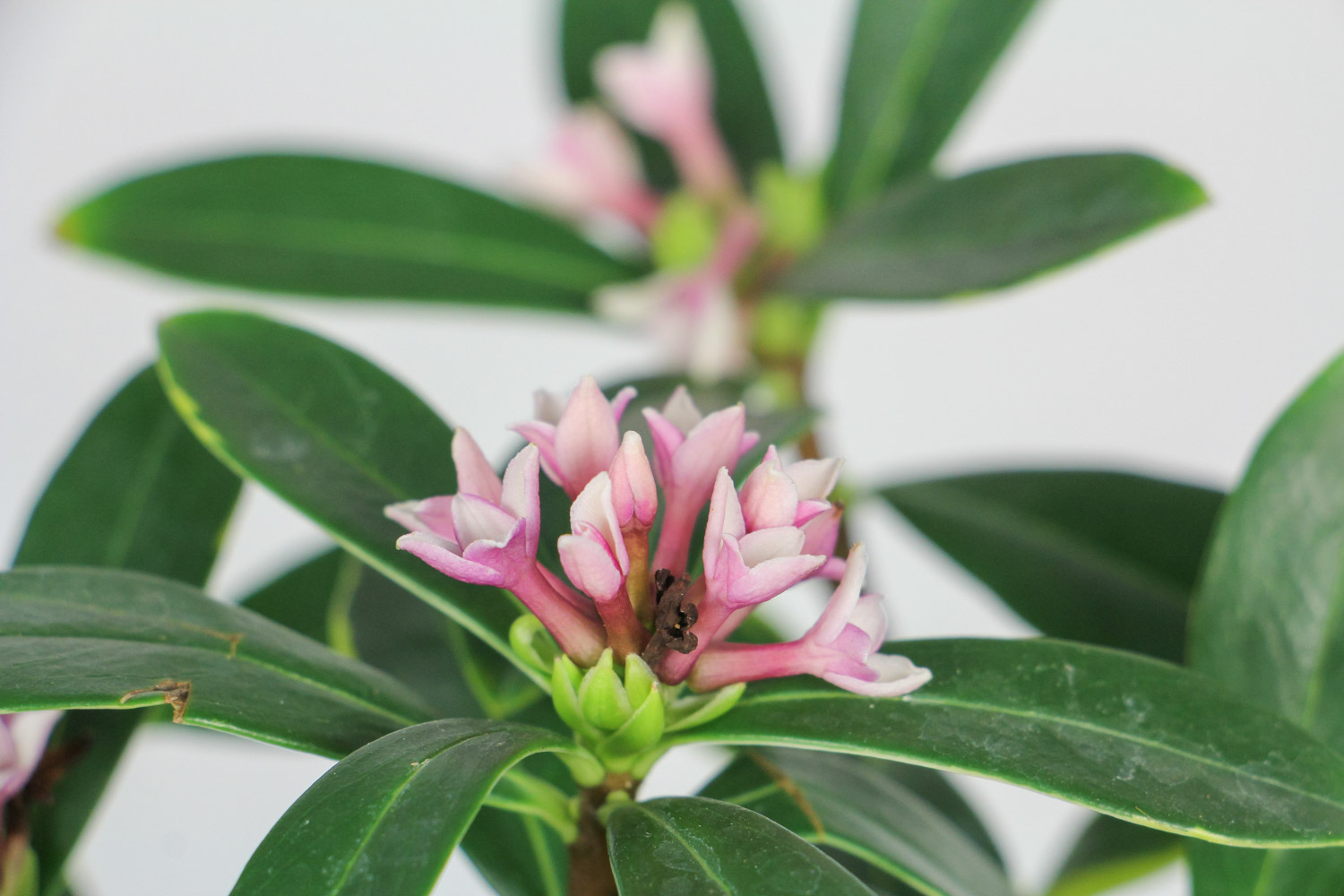 瑞香叶子发软有救么，如何救活