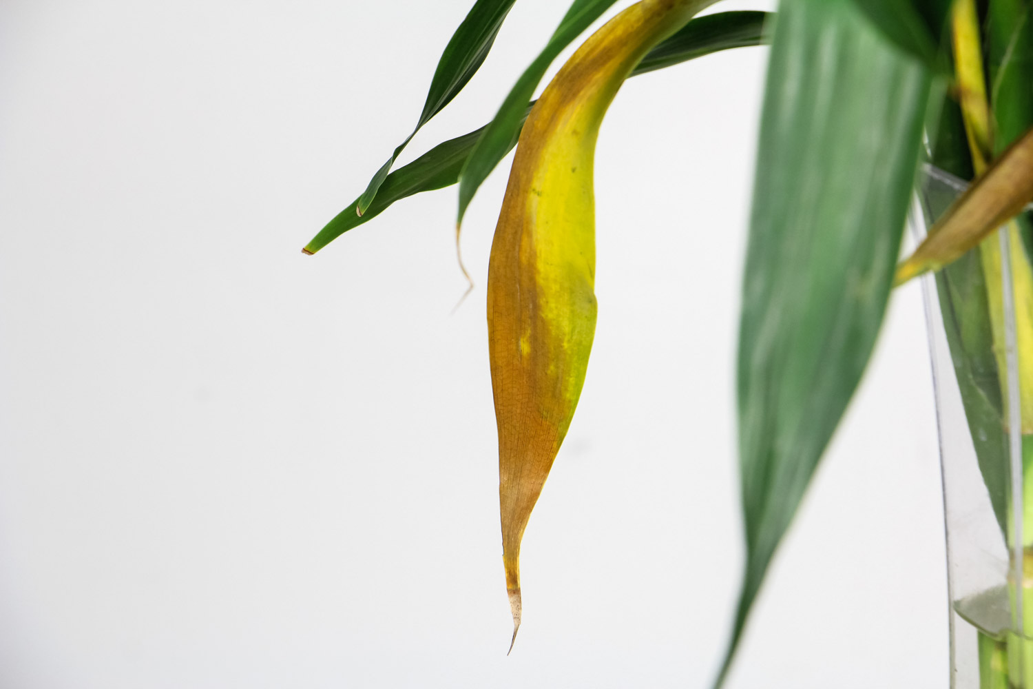 富贵竹杆子发黄如何办，如何急救