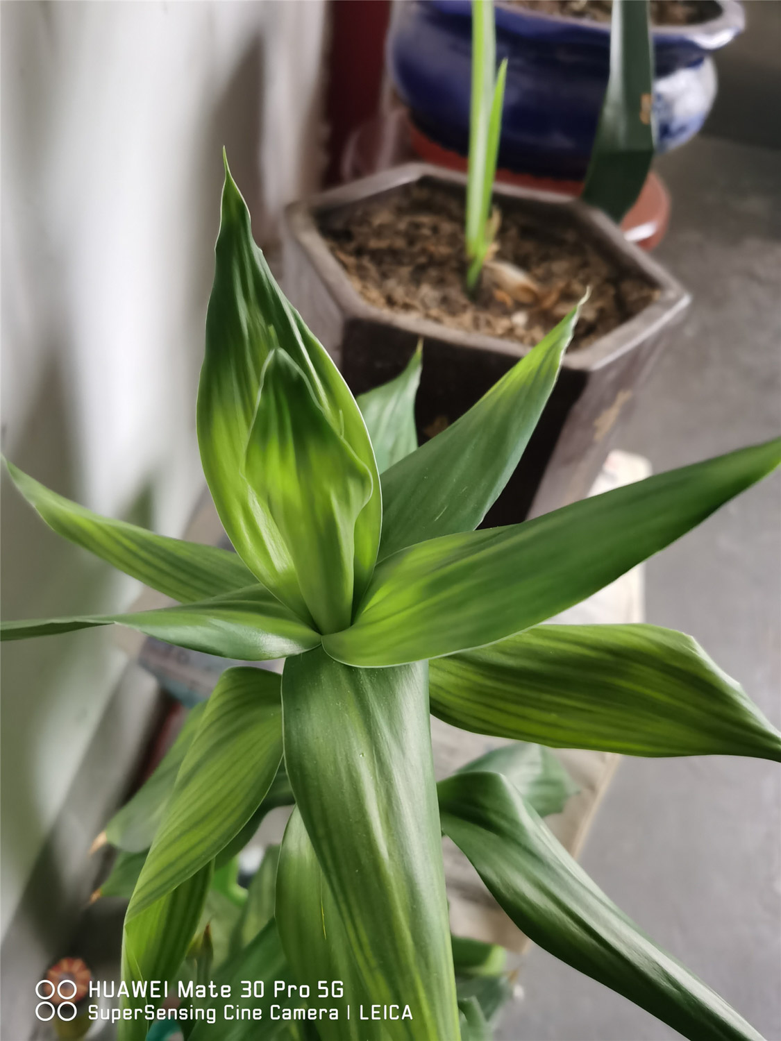 富贵竹杆子发黄如何办，如何急救