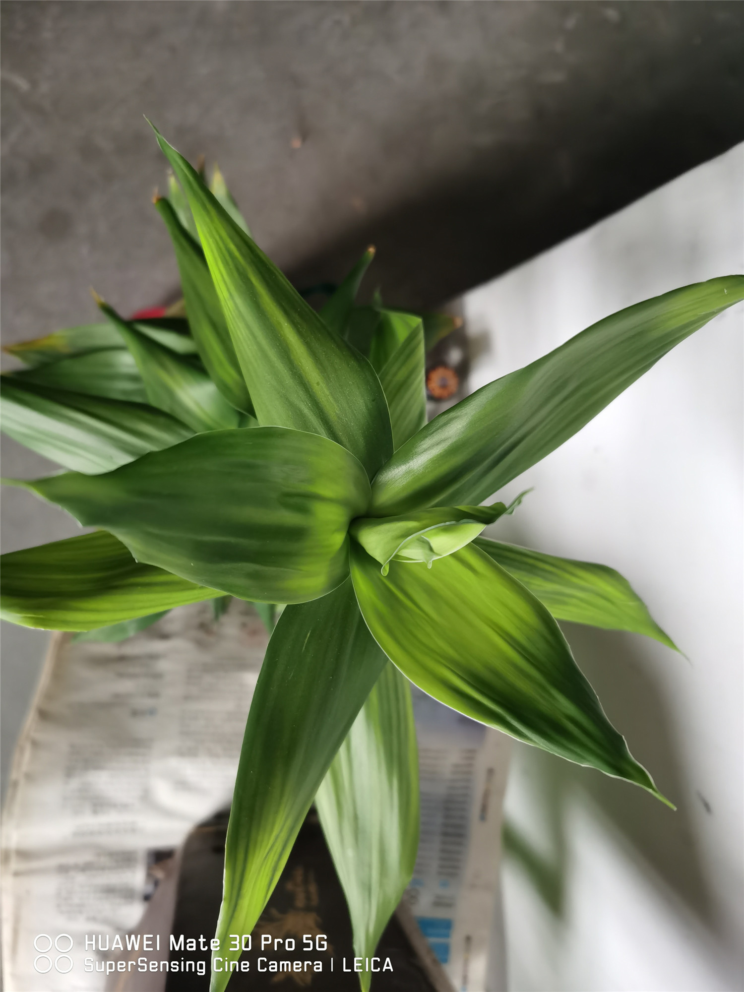 富贵竹 水养富贵竹杆突然发黄,不要慌,1招就变绿