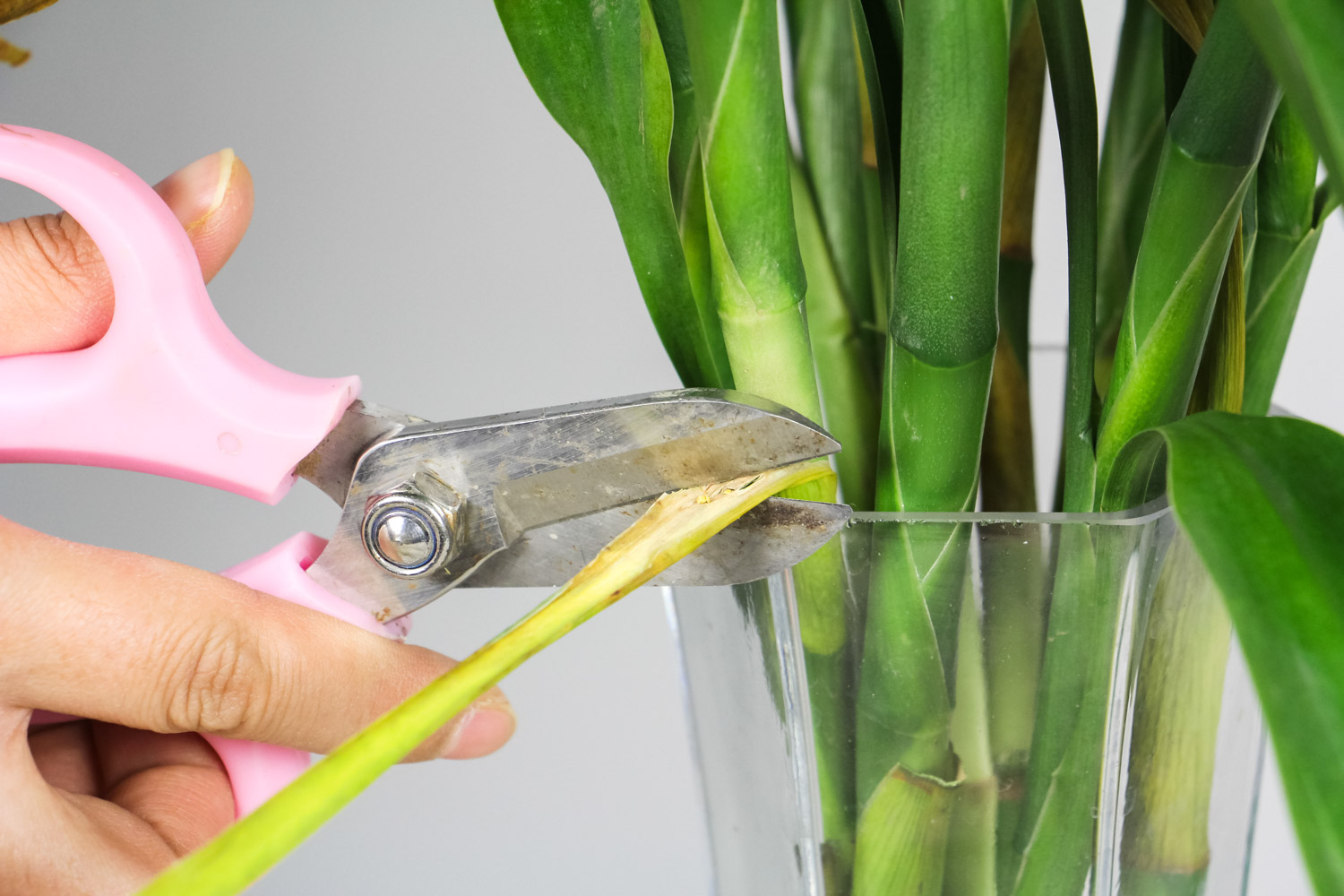 富贵竹 水养富贵竹杆突然发黄,不要慌,1招就变绿