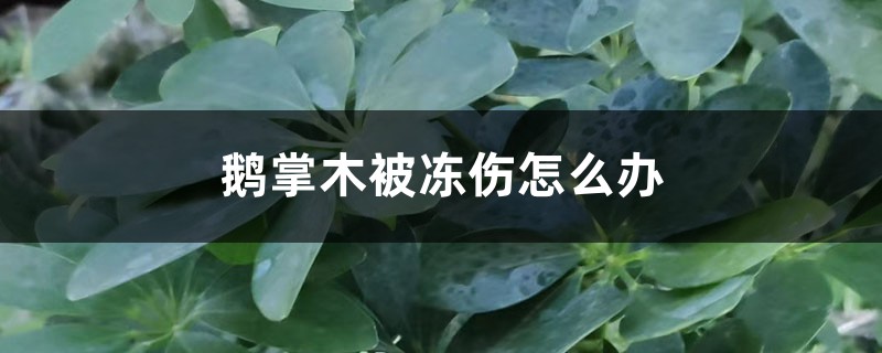 鹅掌木被冻伤如何办