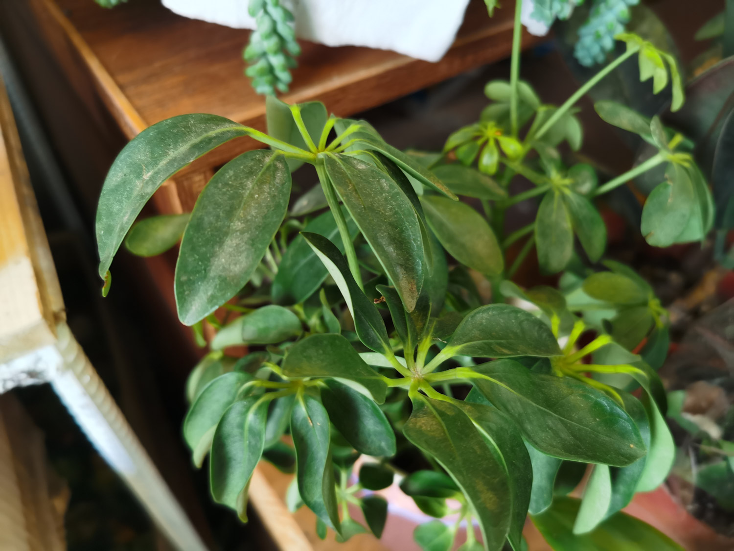 鹅掌木被冻伤如何办