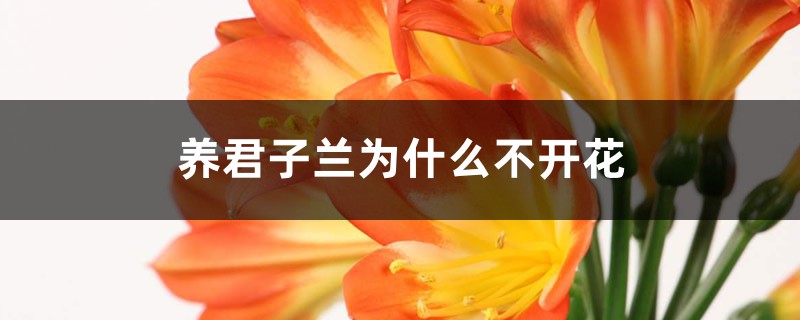 养君子兰为何不开花