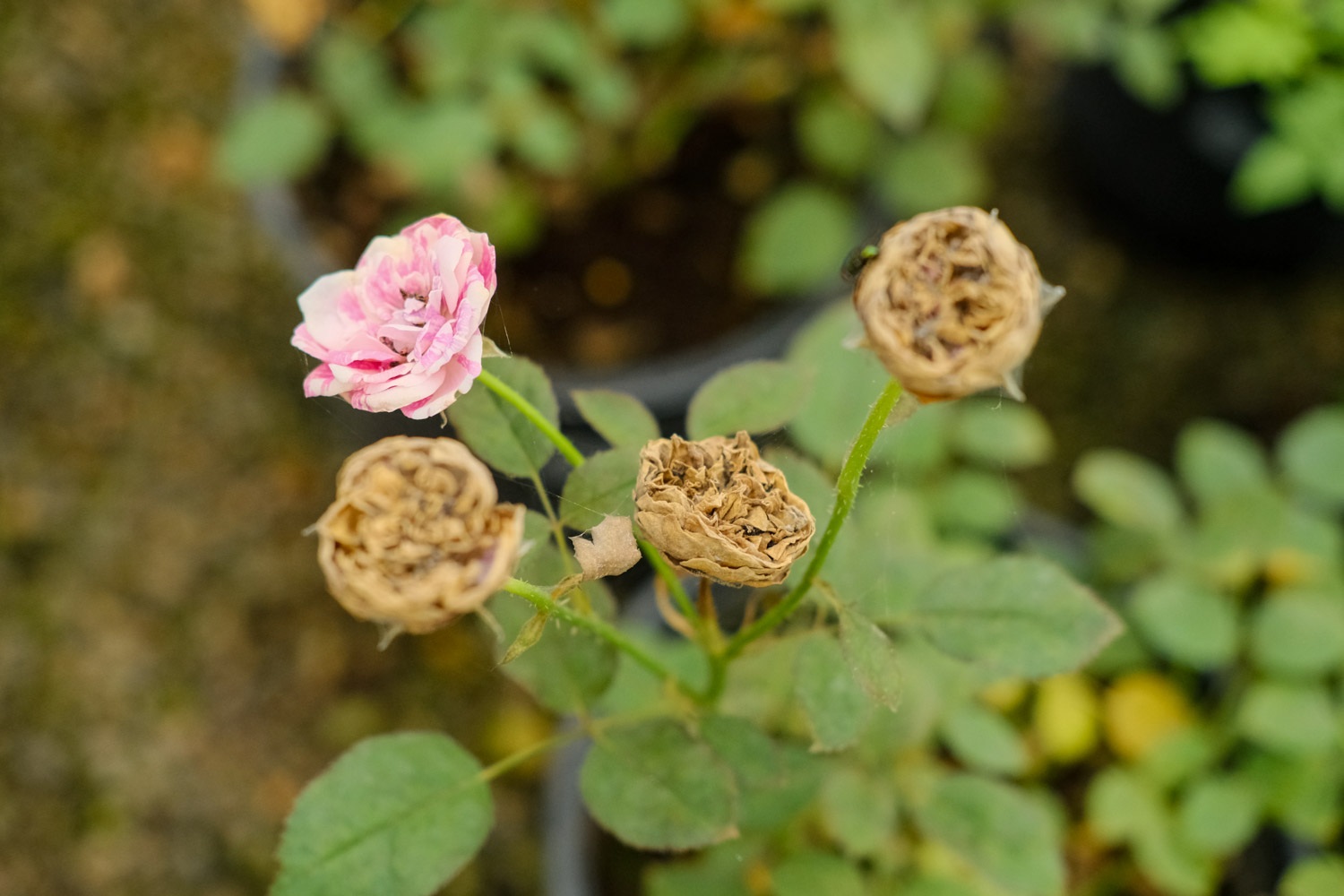 月季 月季为何掉叶子发黄