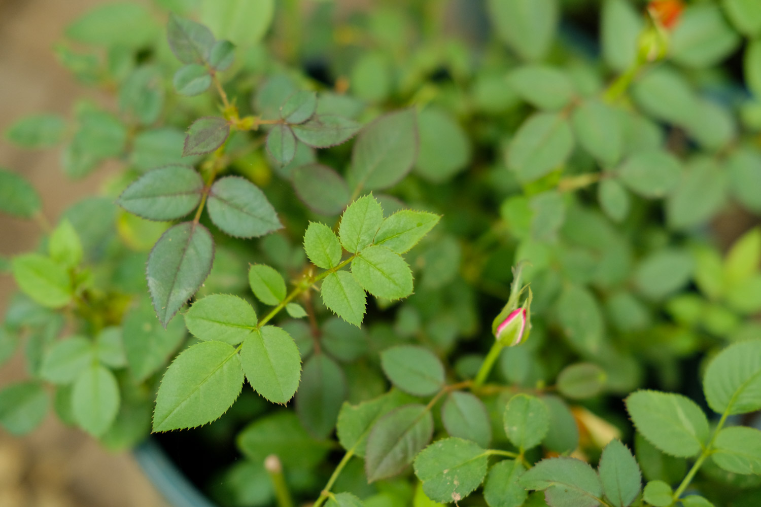 月季 月季为何掉叶子发黄