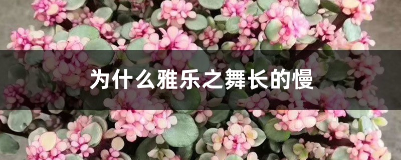 为何雅乐之舞长的慢，生长季是什么