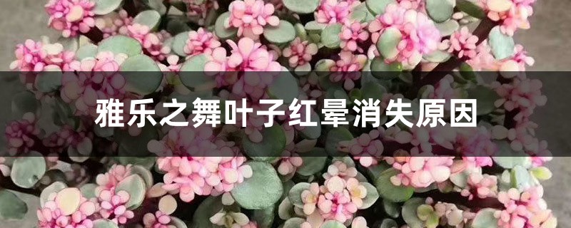 雅乐之舞叶子红晕消失，叶子变绿如何办