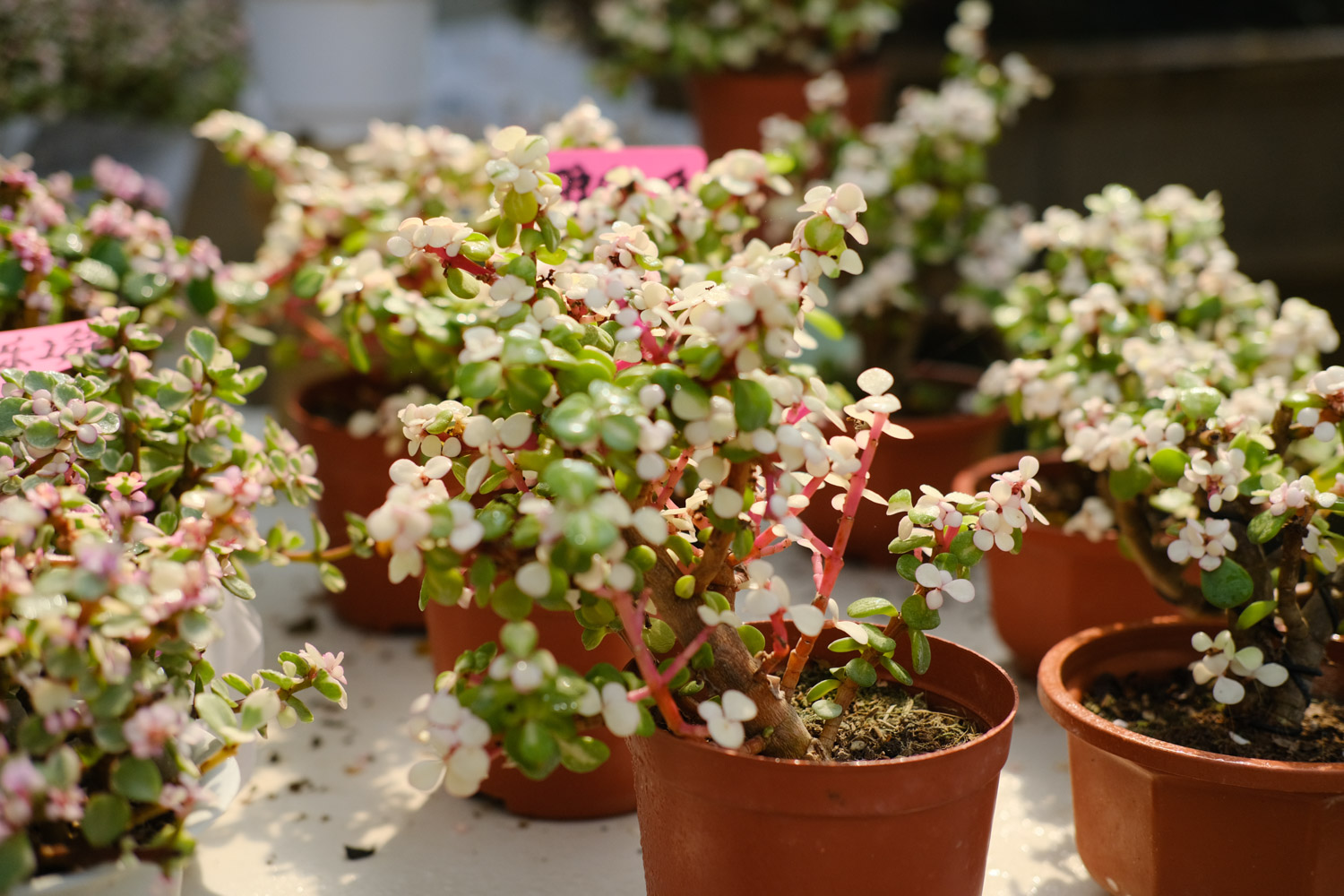 雅乐之舞叶子红晕消失，叶子变绿如何办