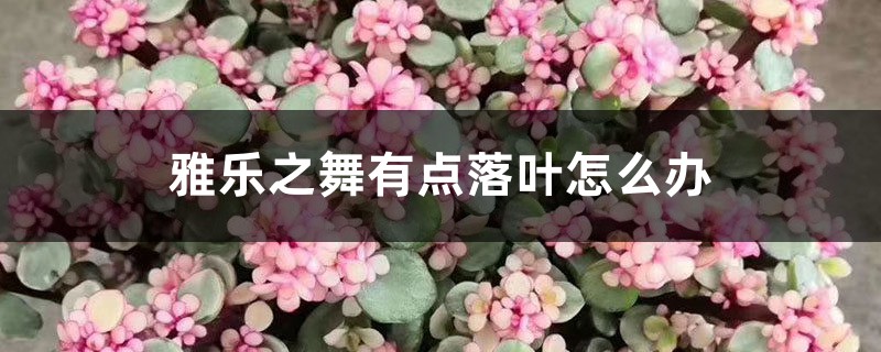 雅乐之舞有点落叶如何办