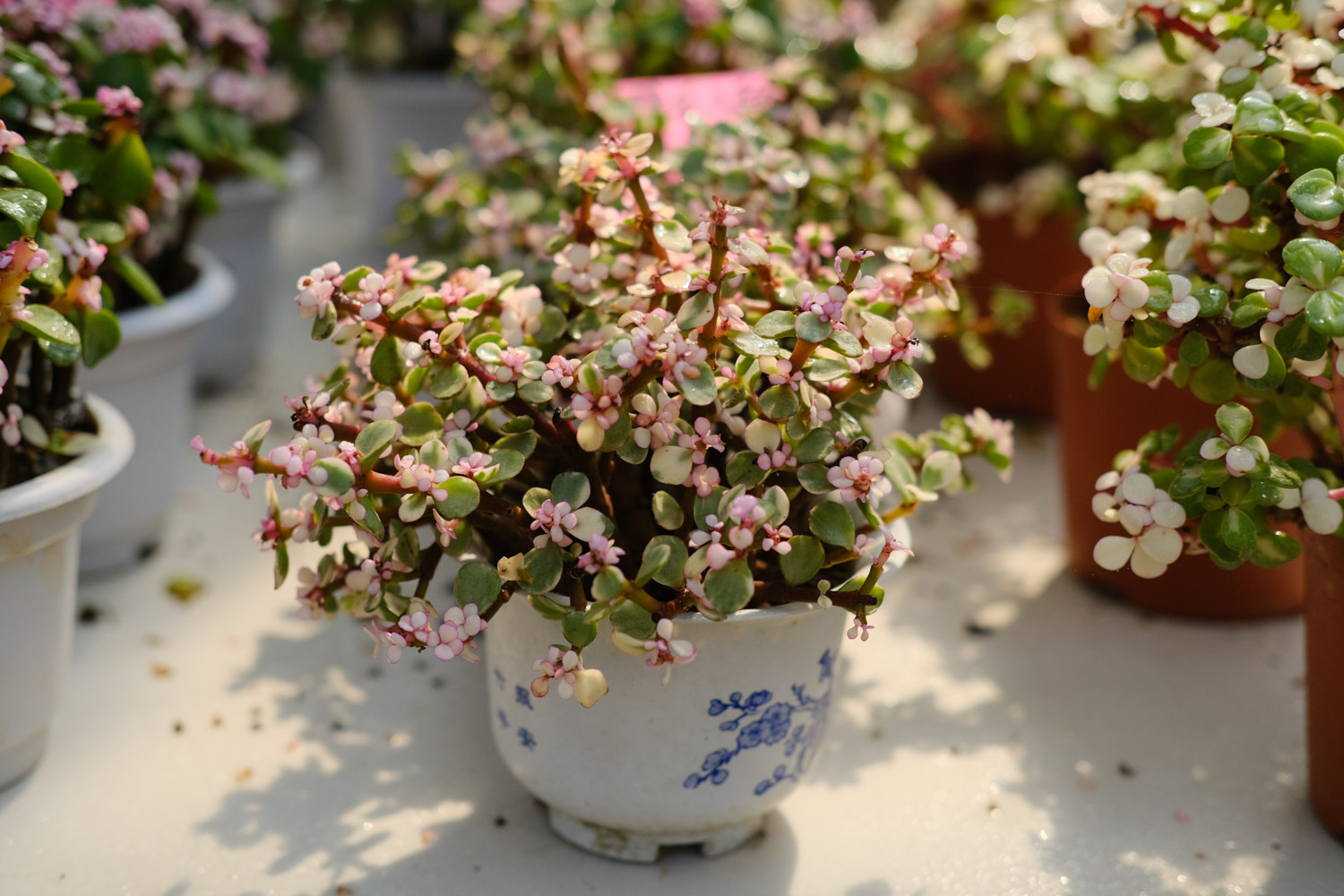 雅乐之舞有点落叶如何办