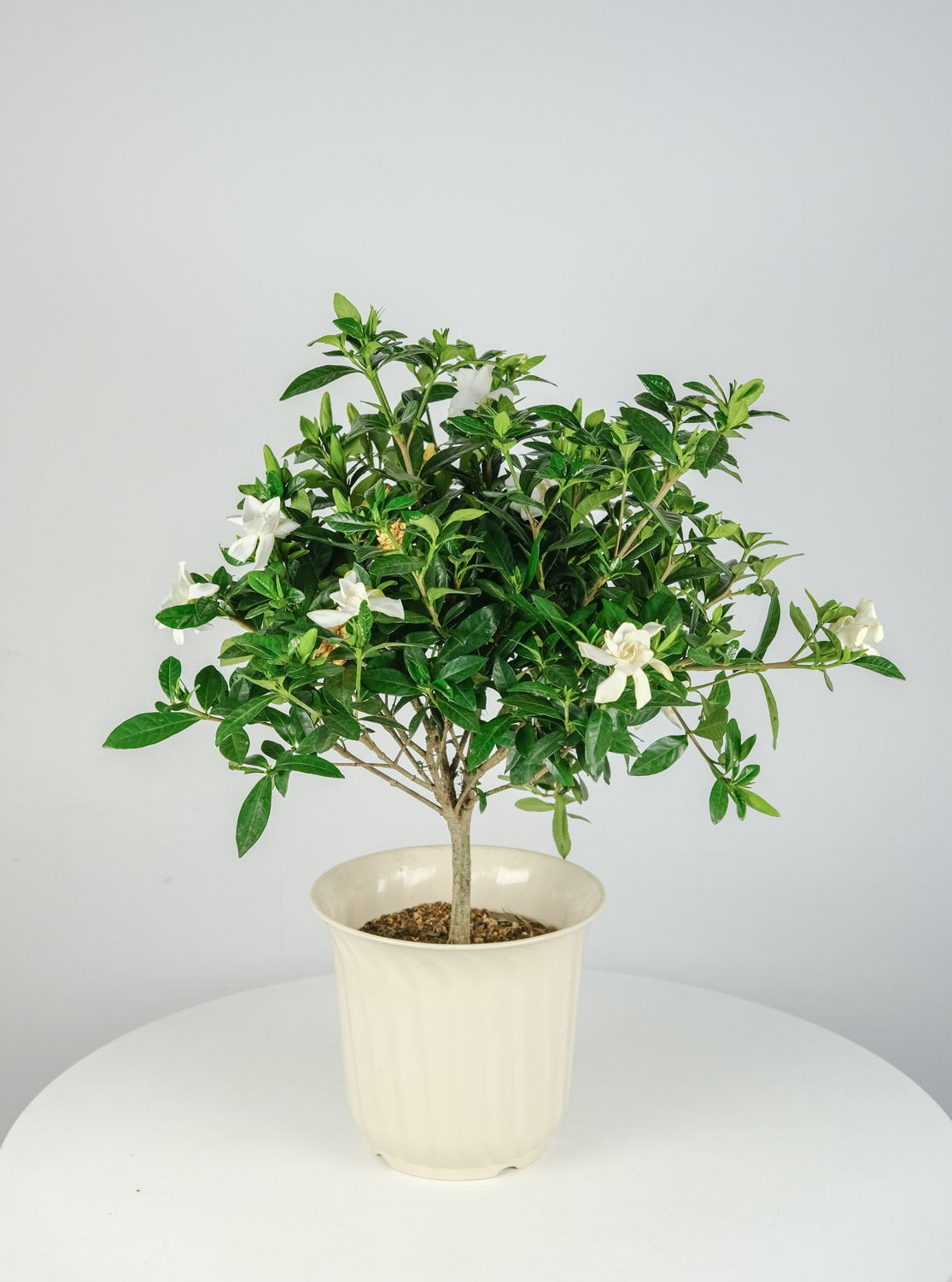 为何栀子花叶子蔫了