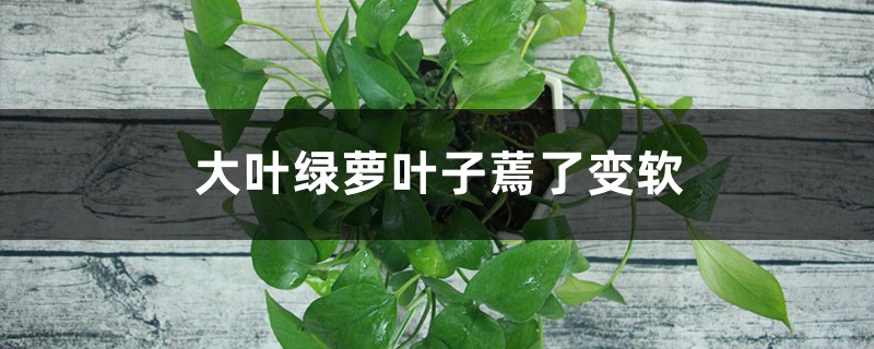 大叶绿萝叶子蔫了变软，如何处理