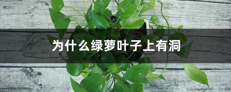 为何绿萝叶子上有洞