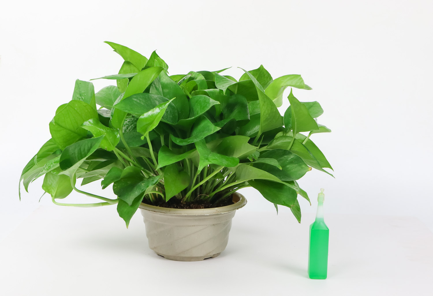 为何绿萝叶子上长斑