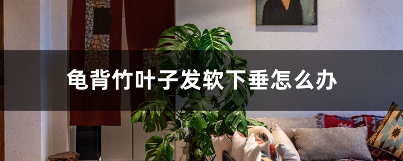 龟背竹叶子发软下垂，教你一招就处理
