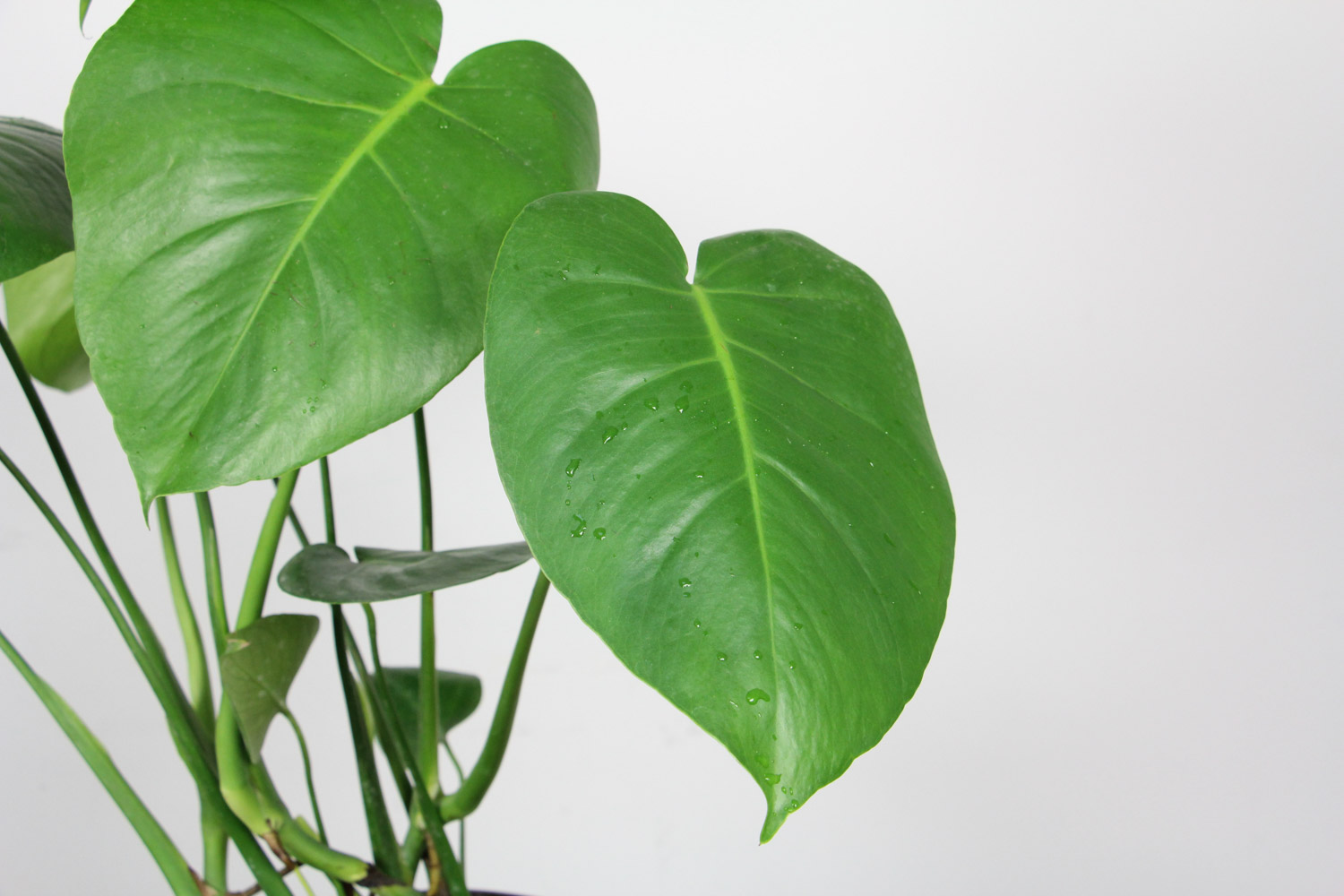 龟背竹叶子发软下垂，教你一招就处理