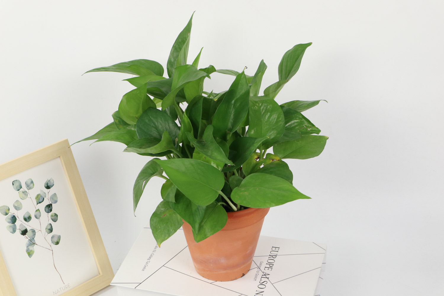 绿萝 绿萝叶子发黑下垂发蔫,如何补救