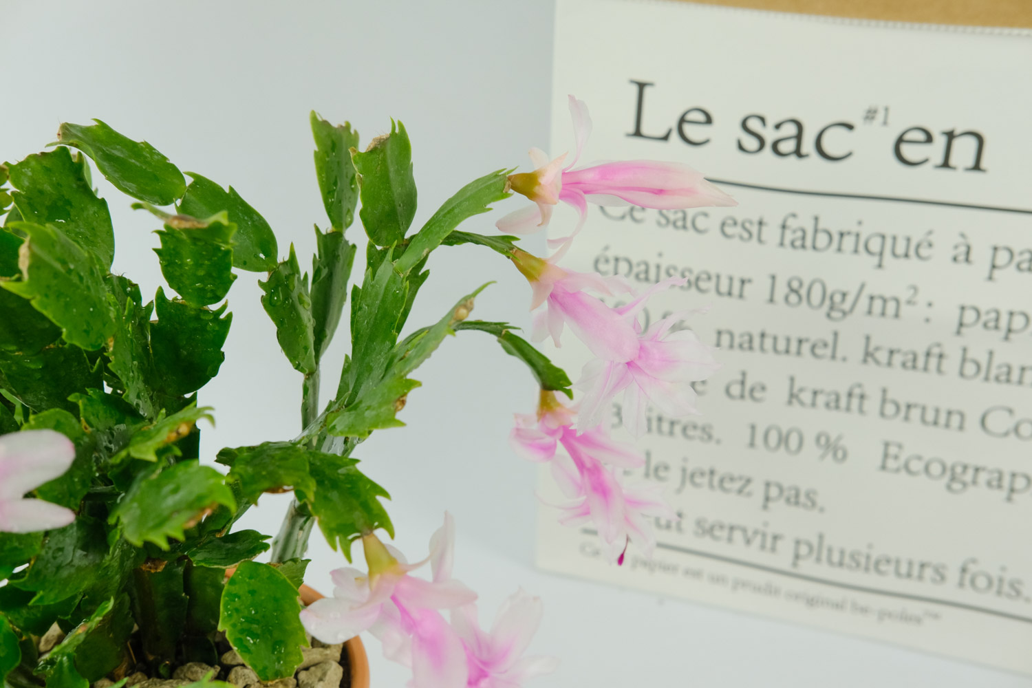 蟹爪兰叶子蔫了如何办