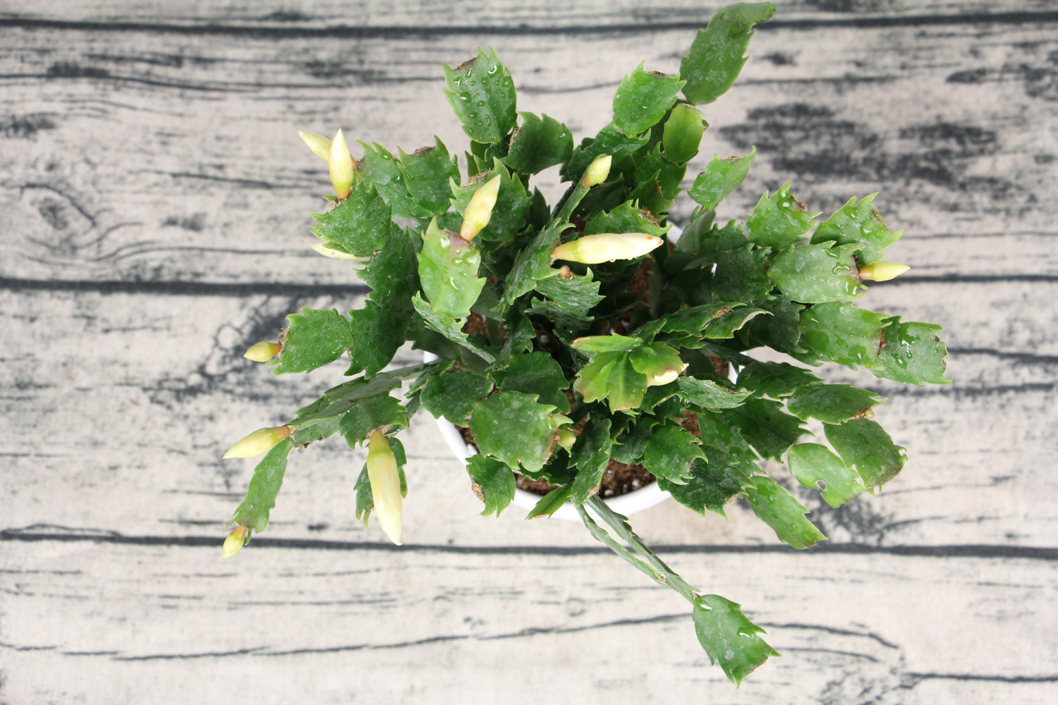 蟹爪兰叶子蔫了如何办