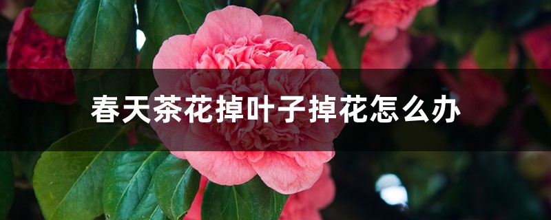 春季茶花掉叶子掉花如何办