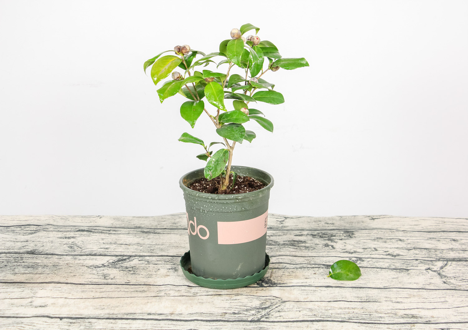 茶花 春季茶花掉叶子掉花如何办