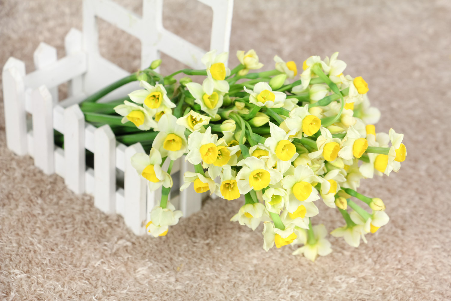 北方盆栽水仙不开花如何办