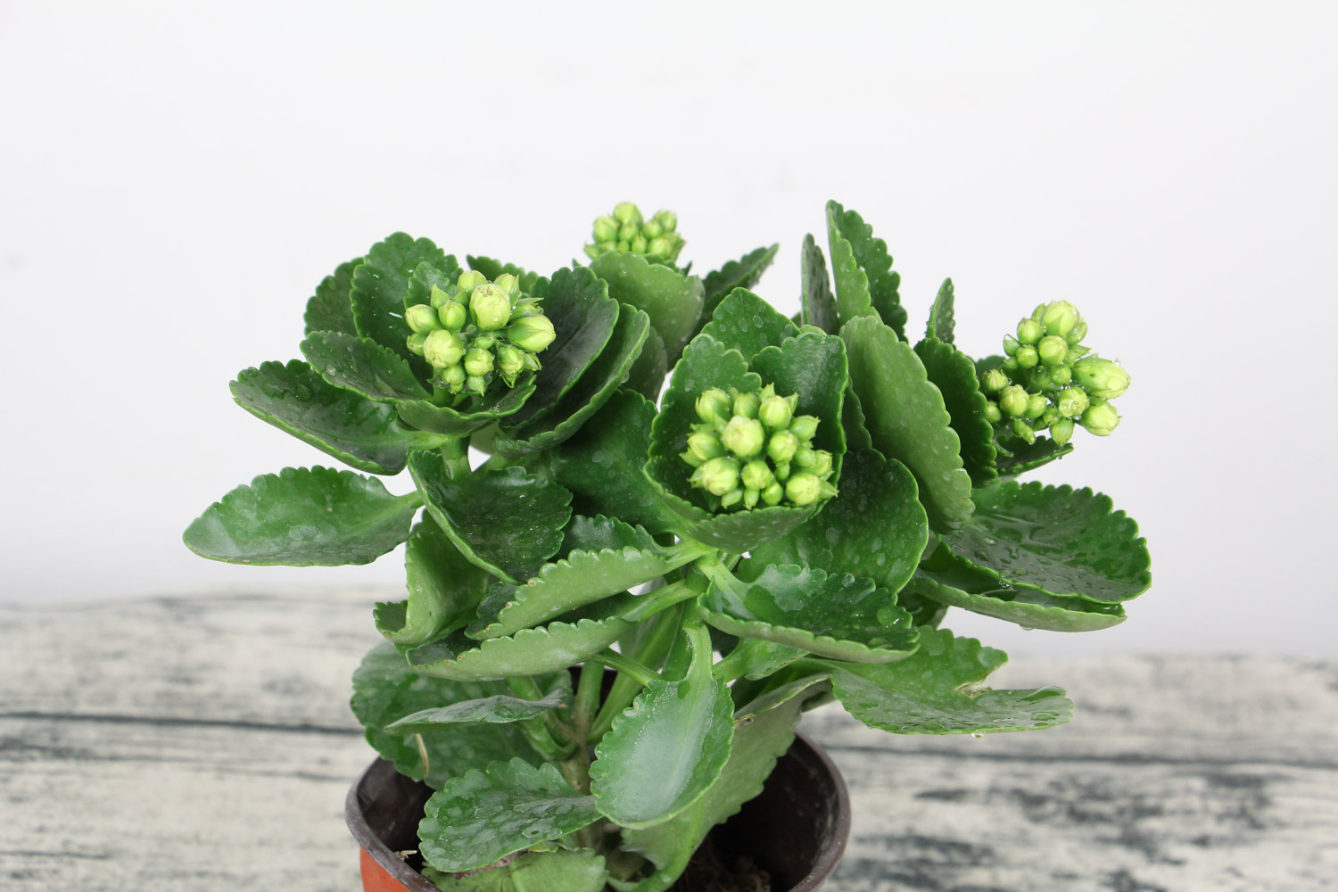 长寿花 长寿花花苞变蔫萎缩原因