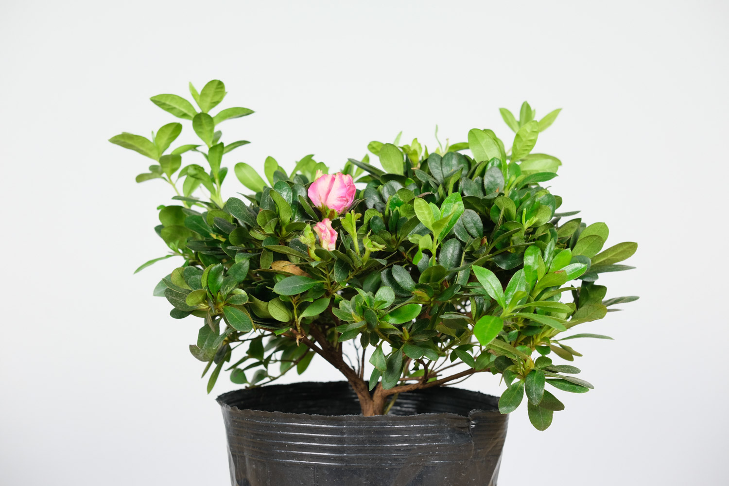 家养的杜鹃花萎蔫了如何办