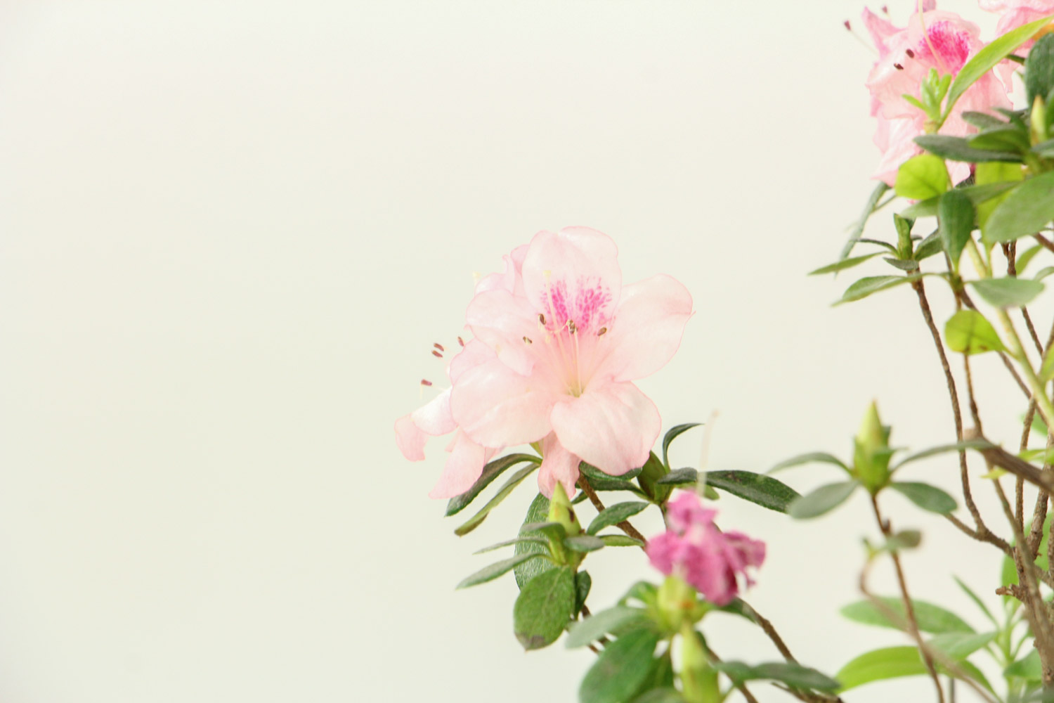 家养的杜鹃花萎蔫了如何办