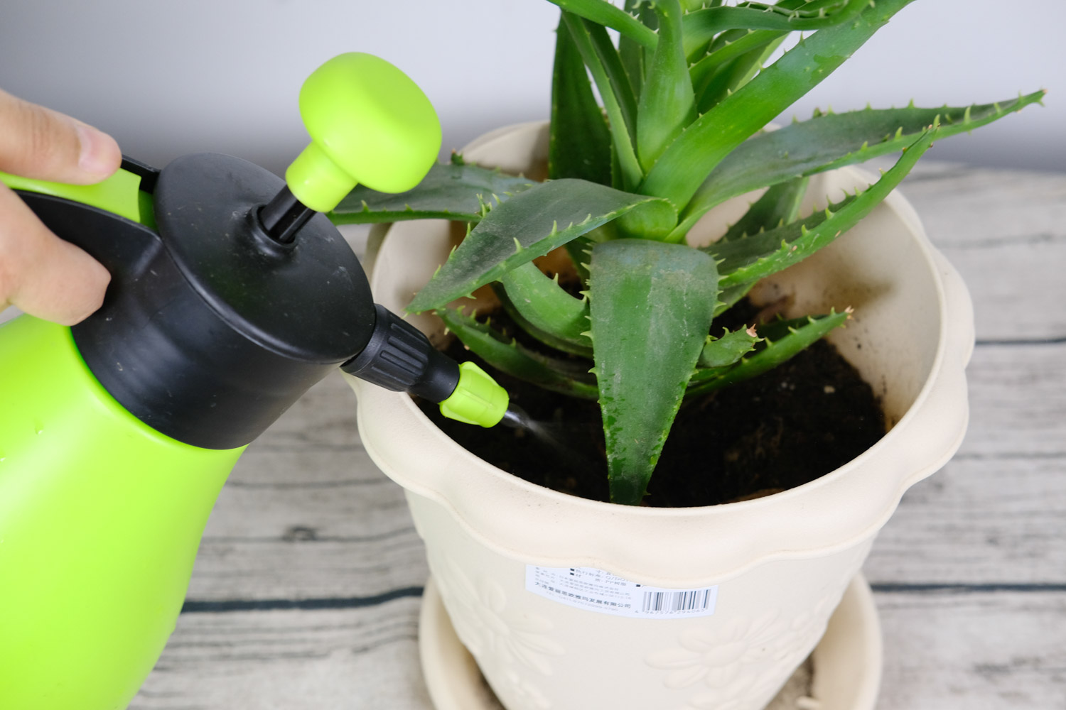 芦荟 芦荟变黑了会绿回来吗