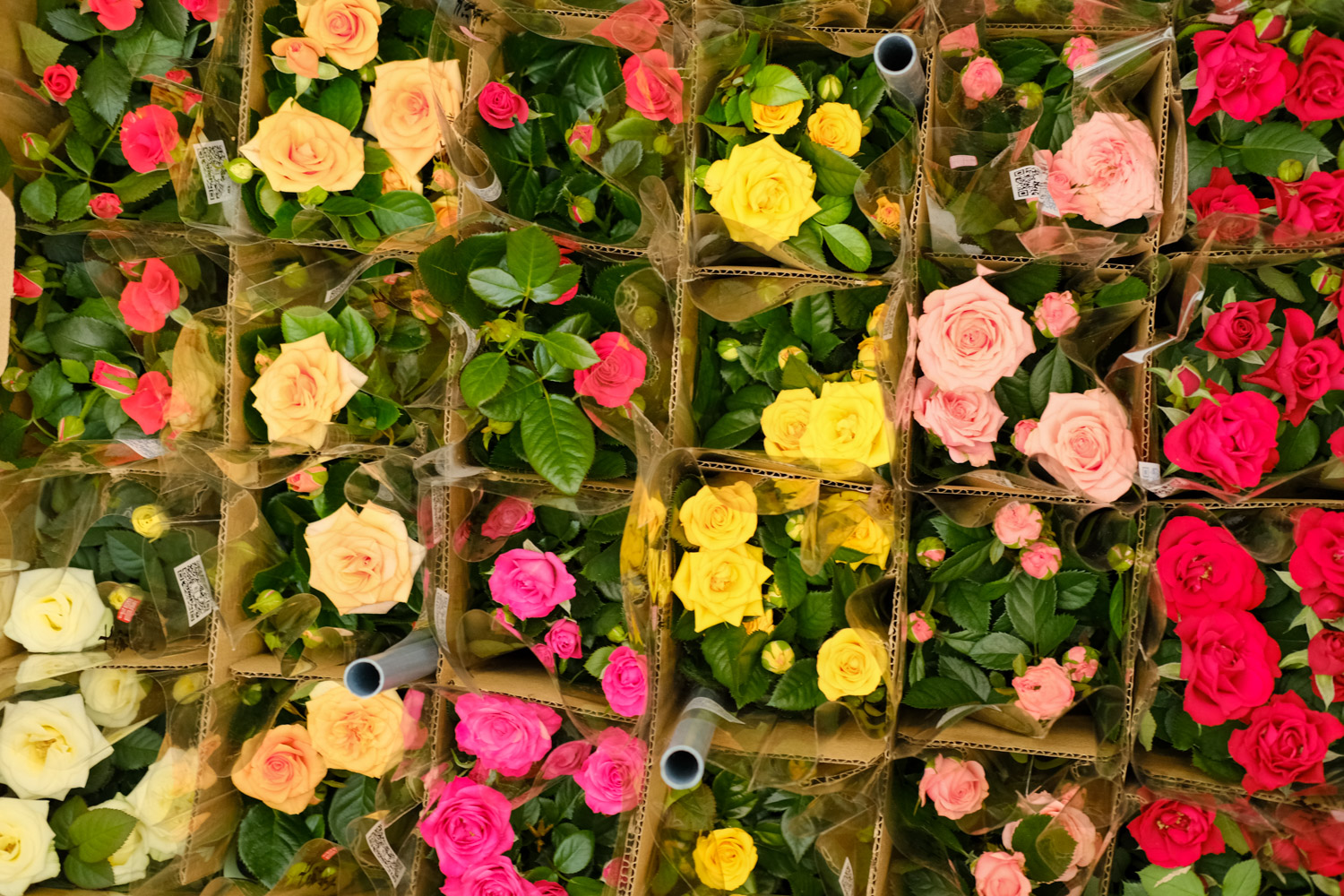 月季 月季掉叶子如何处理