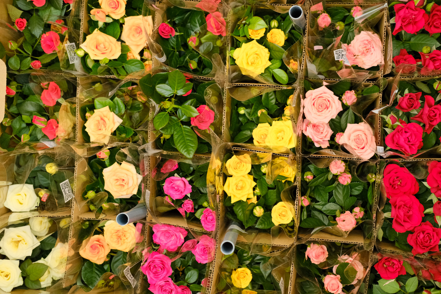 月季 月季掉叶子如何处理